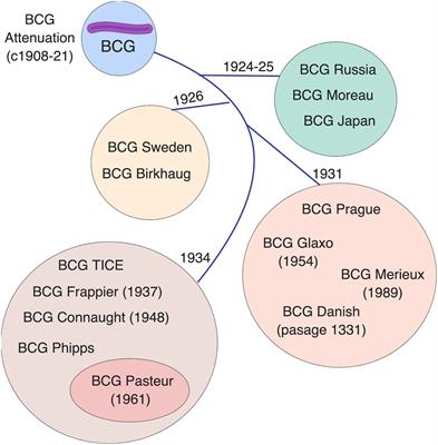 BCG as a Case Study for Precision Vaccine Development: Lessons From Vaccine Heterogeneity, Trained Immunity, and Immune Ontogeny